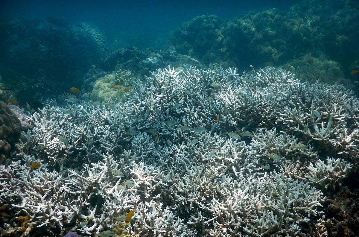 Global Warming Is Turning the Great Barrier Reef White