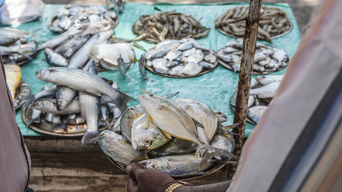 Spawning Something Fishy: Why Fish Formaldehyde is a Deadly Recipe