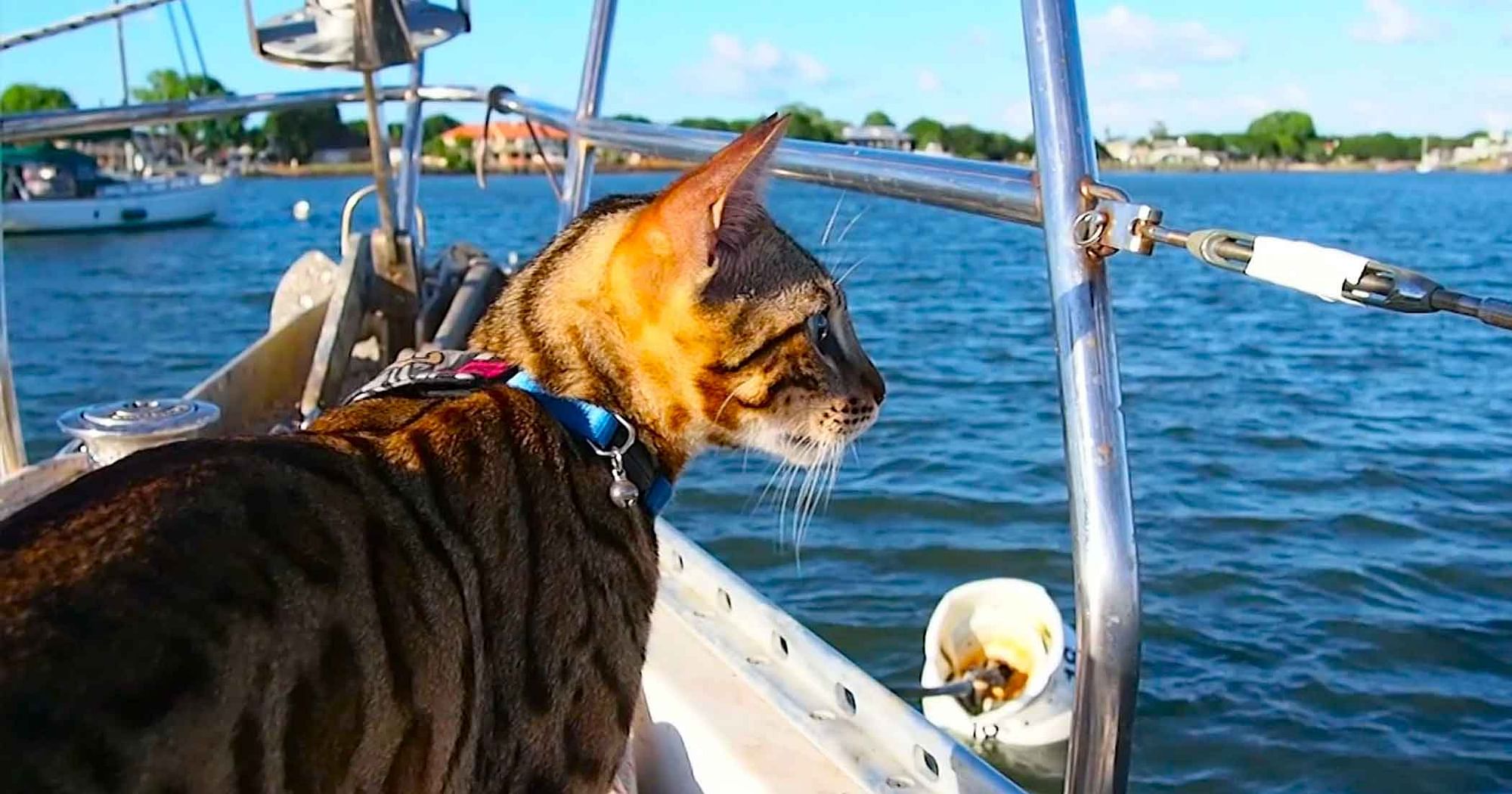 Meet Captain Cooper, the Cat That Has Sailed 7000 Nautical Miles