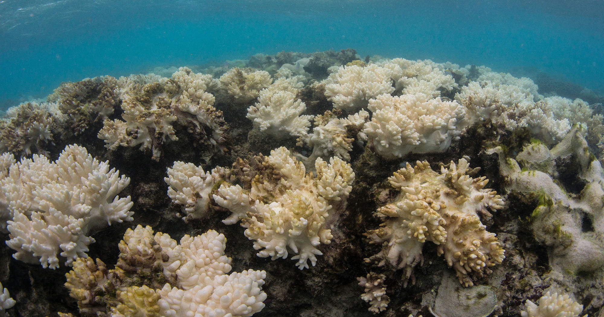 In Pictures: The Staggering Decay of the Great Barrier Reef