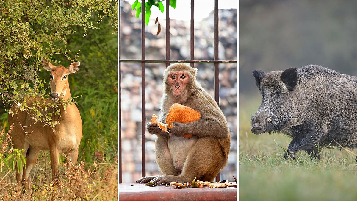 Wild Animals to Be Killed if They Venture Into Human Habitat SC