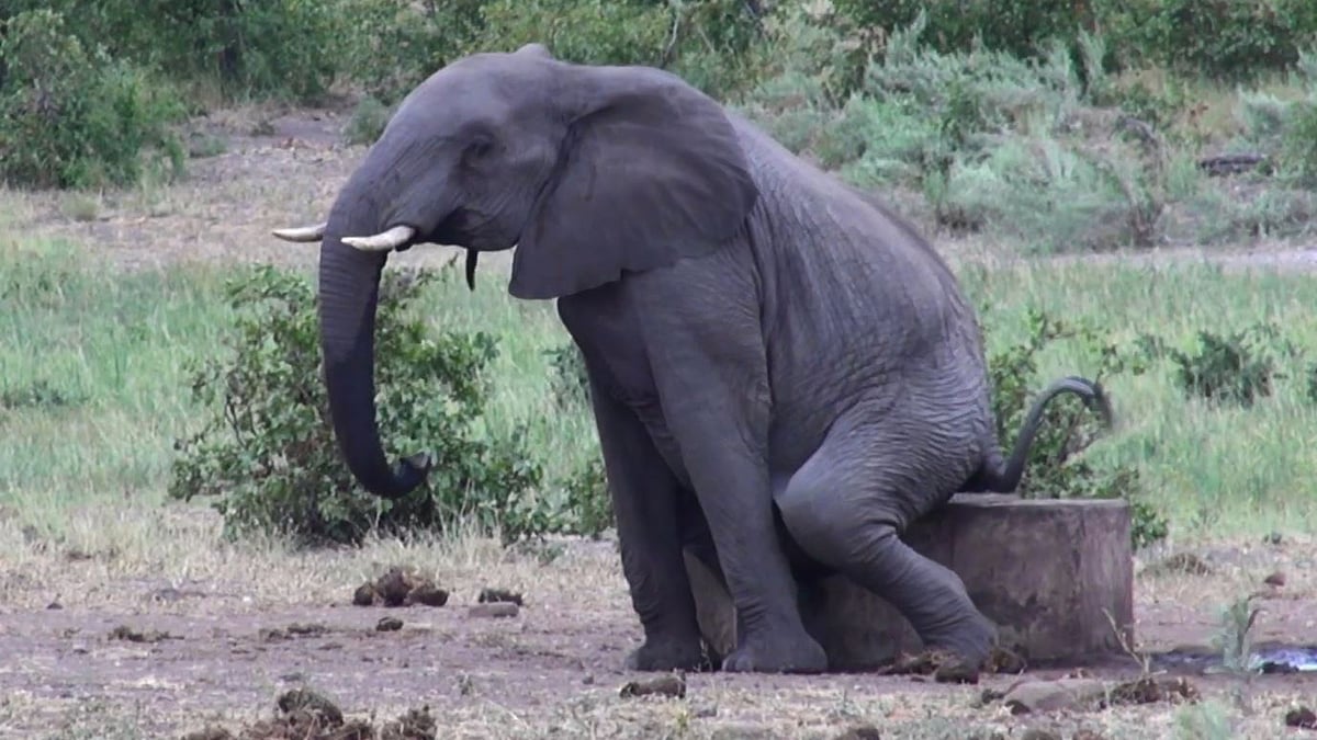 Watch This Elephant Scratches A JumboSized Bum Itch