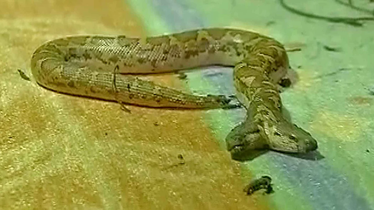 twin headed snake News Top Stories, Latest Articles, Photos, Videos on