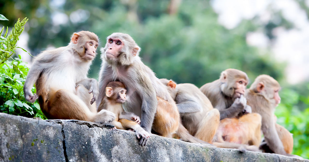Earn Money By Saving or Killing Monkeys, What Would You Choose?