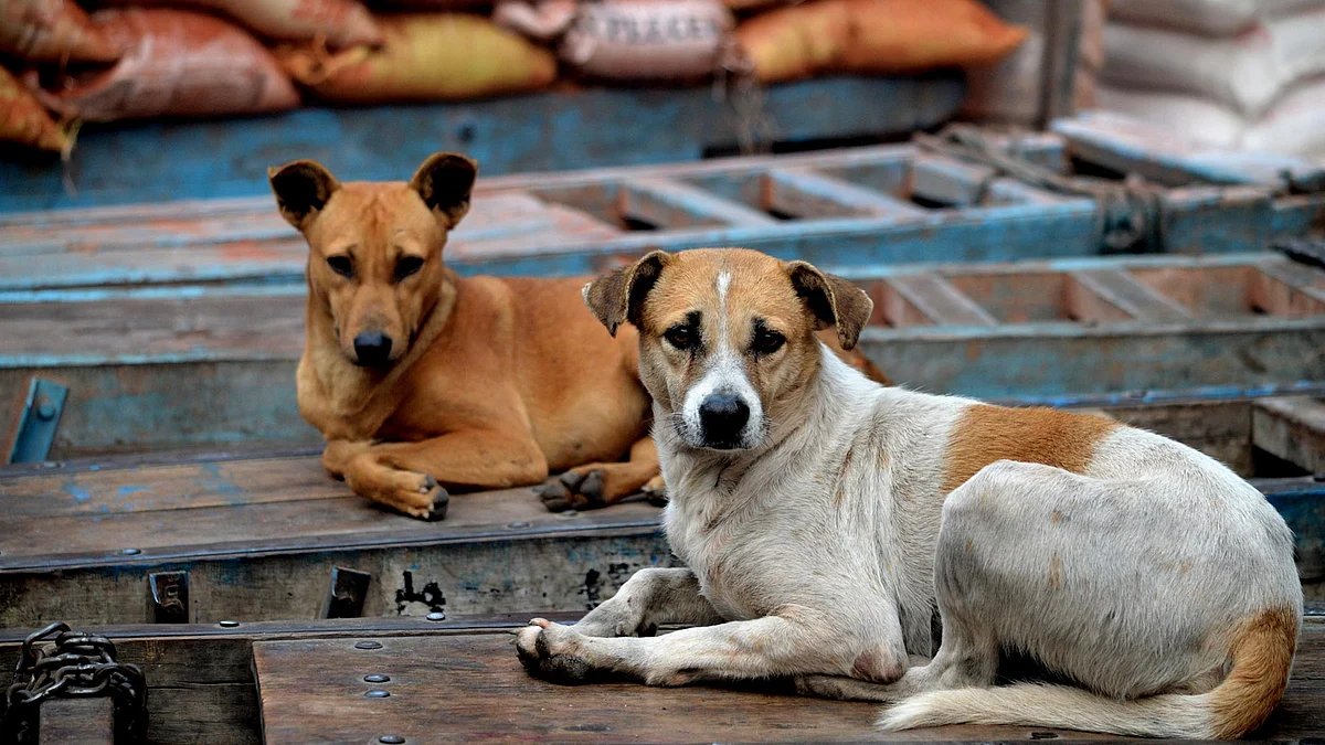 Hacktivists Demand a Stray Dog Free Kerala, But is Killing Needed?