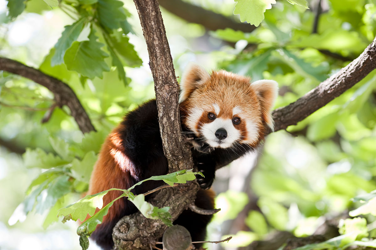 EQ: Red Pandas, Solar-Powered Trains in India & Beach Cleaning