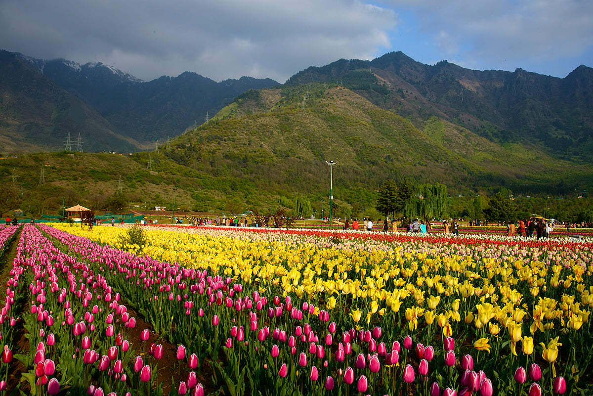 Autumn in Kashmir Nature in Bloom, but Where Are the Tourists?
