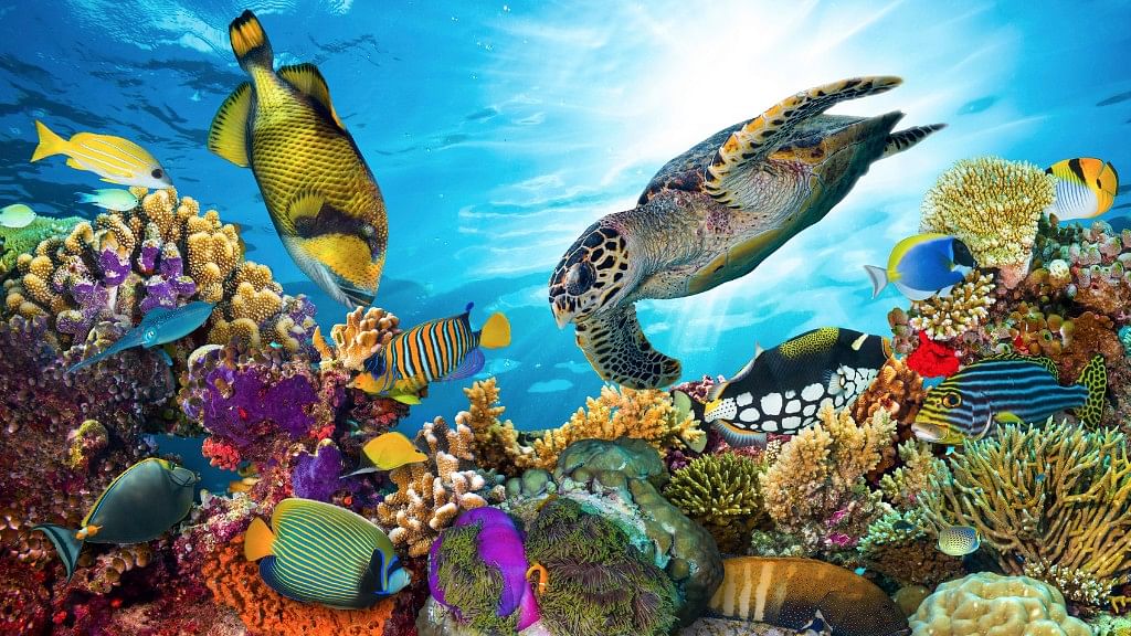 RIP Great Barrier Reef? World’s Largest Living Creature Dying Fast