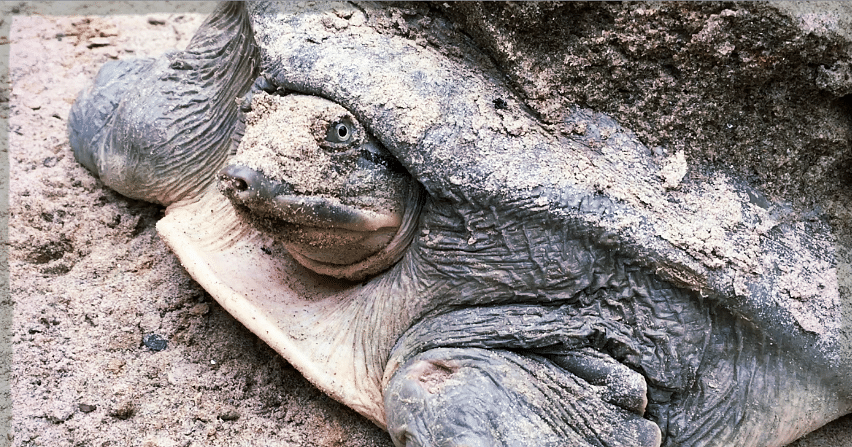 Feeding on the Dead: Can Turtles Play a Part in Ganga Clean-Up?