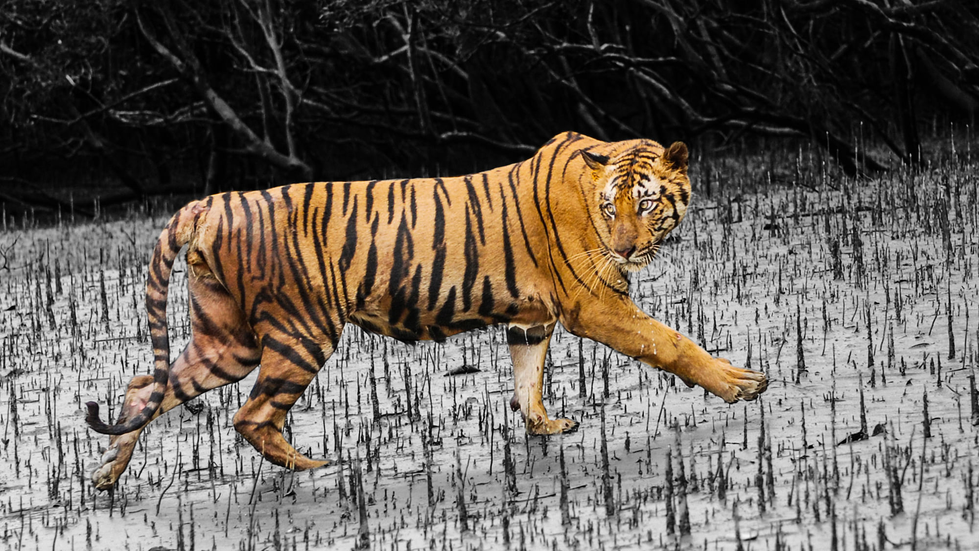 Is The Tiger Census Just A Number To Use Against The Forest Dept?