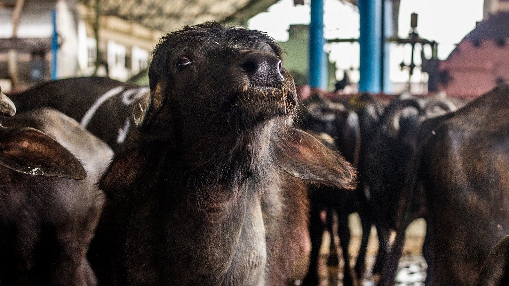 Fighting Slaughter Rules, Kerala Traders to Start Own Cattle Farms