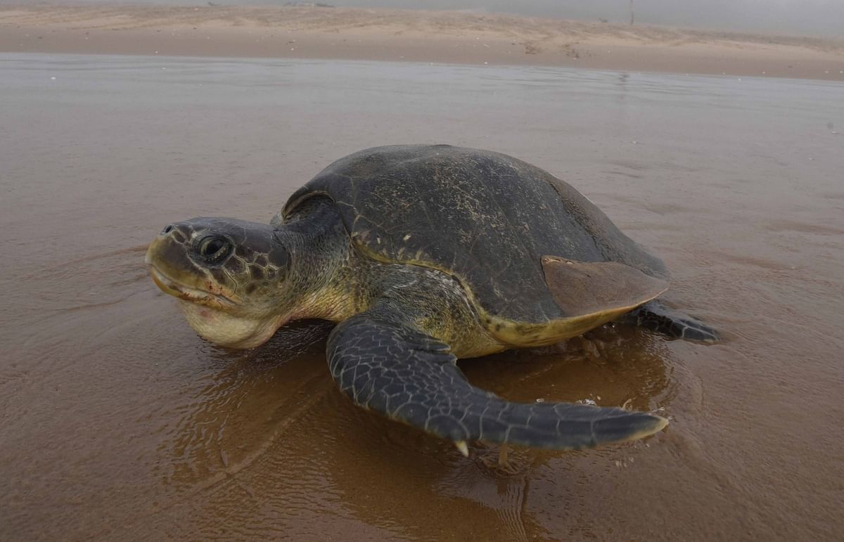 In Photos Record Number Of Olive Ridley Turtles Hatch In Odisha 