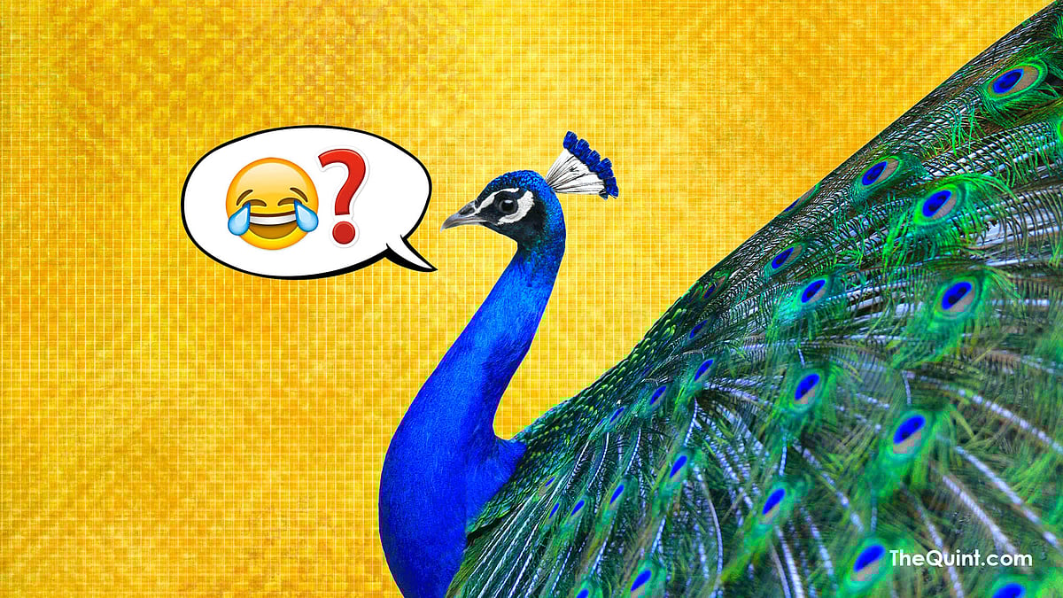 Ye Dil Maange ‘Mor’ Memes? Then Check Out These Funny Peacock Puns