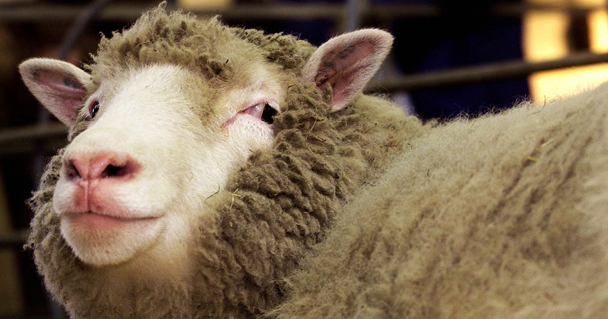 Dolly the Sheep The Mammal that Made SciFi a Reality in 1996