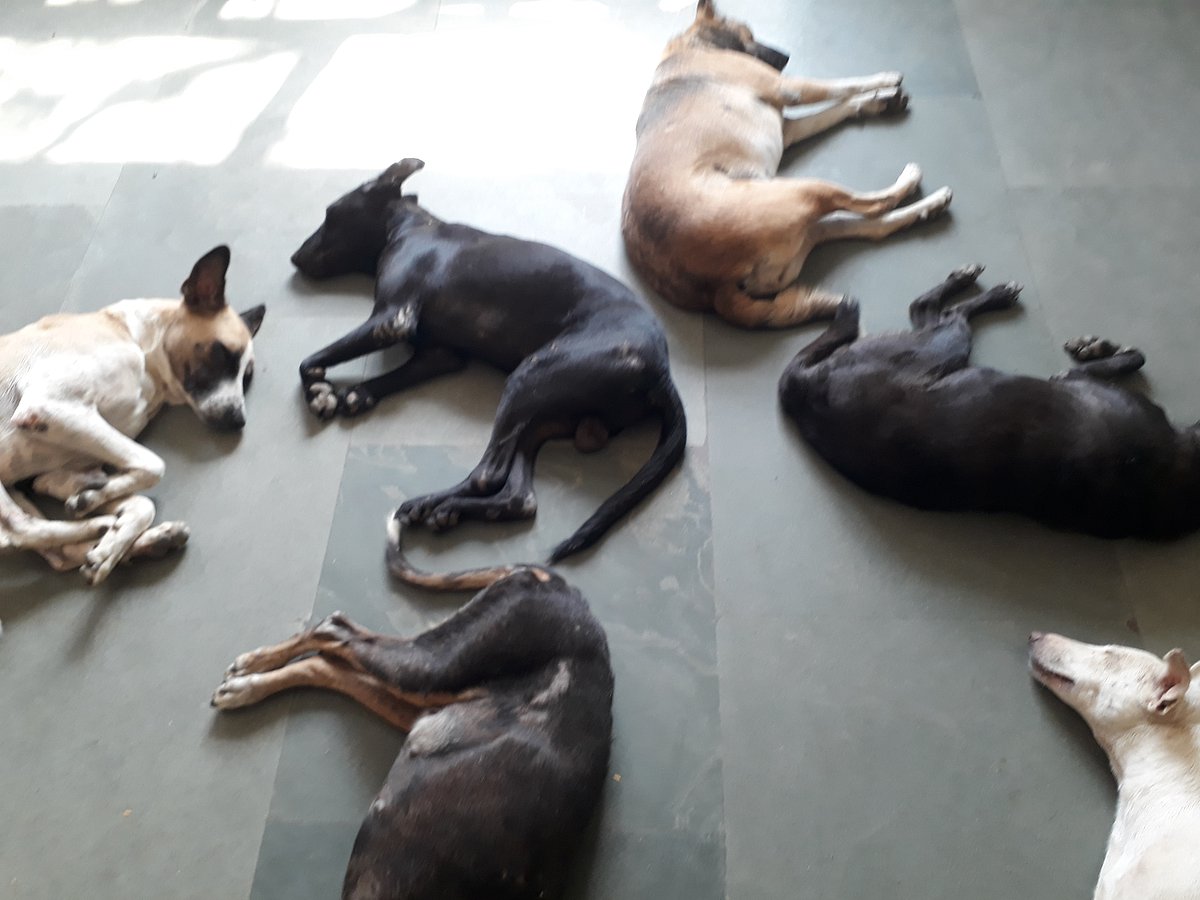 Noida Authority Closes SPCA, Then Starves New Shelter of Funds