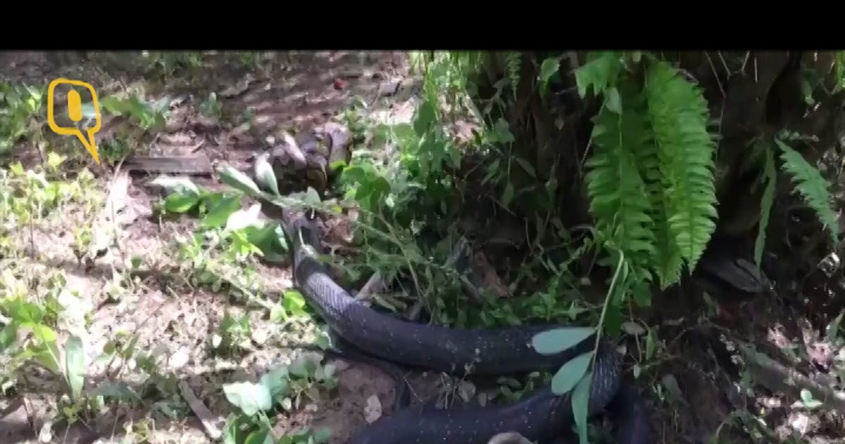 It’s King Cobra Vs Python: Watch To Know Who Wins