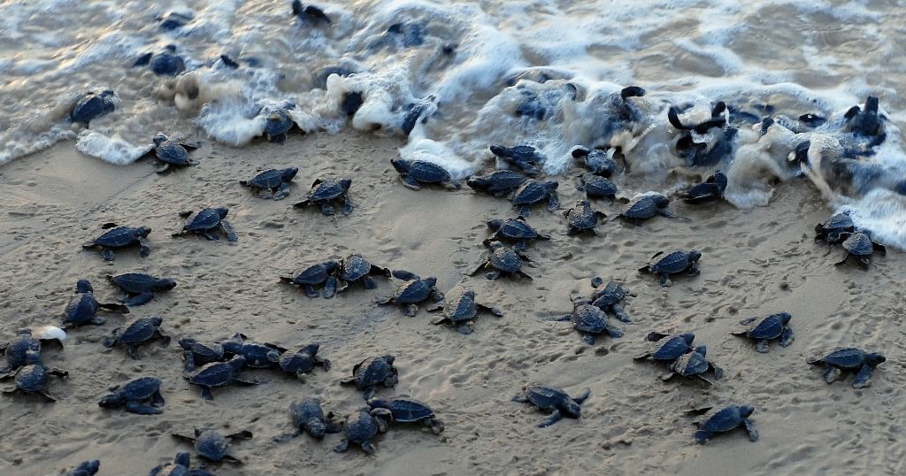 Odisha’s ‘Turtle Man’s’ Efforts Help Rare Olive Ridley Breed