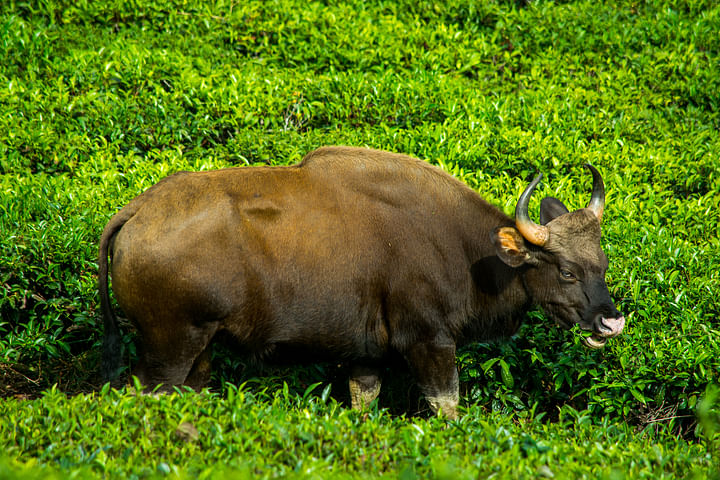 With Last Male White Rhino Gone, Which Are The Endangered Species We ...