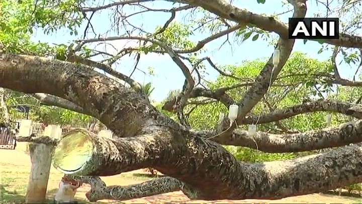 Dying 700-Yr-Old Banyan Tree in Telangana Gets a Saline Boost