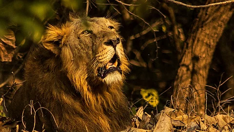 Wallpaper Gujarat Gir Forest Samples From 21 Lions Test Positive For Canine For Free