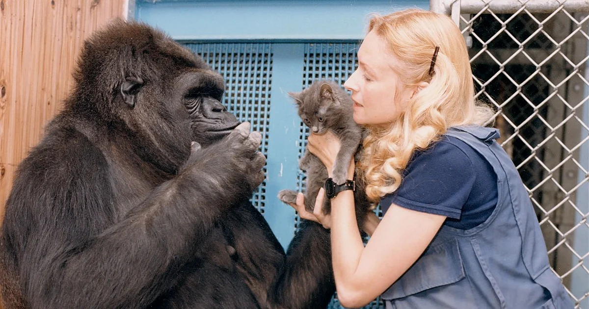 Remembering Koko, the ‘Talking’ Gorilla Who Was DiCaprio’s Friend