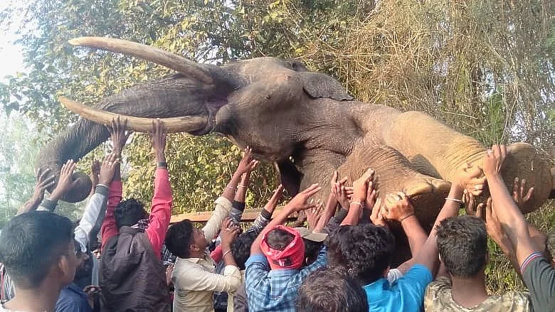 Elephant Dies While Trying To Cross Railway Fence Near Nagarhole National Park in Karnataka