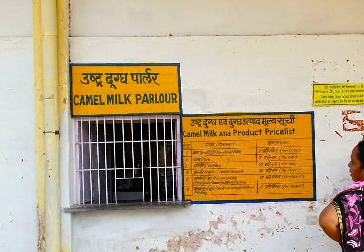 Travelogue Bikaner, Camels and Camel Milk Ice Cream