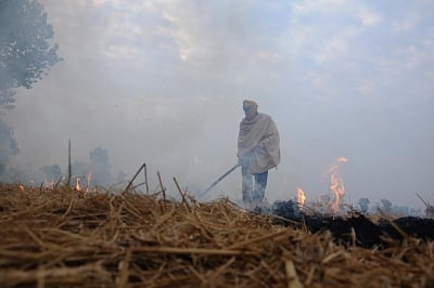Viable alternative emerges to burning paddy straw in Punjab