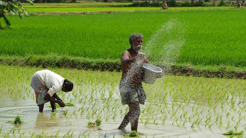 Intensive Rice Farming In India - Farm House