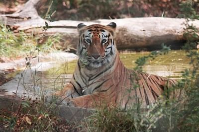 Tiger sighted in Kedarnath hills in Uttarakhand