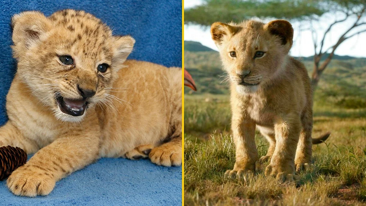 Simba Rel Meet the Real Life Lion Cub Who Inspired Simba In Jon Favreau’s ‘The ...
