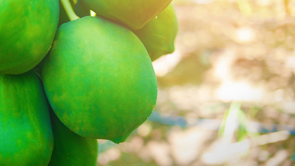 7 Foods that Increase Breast Milk Production