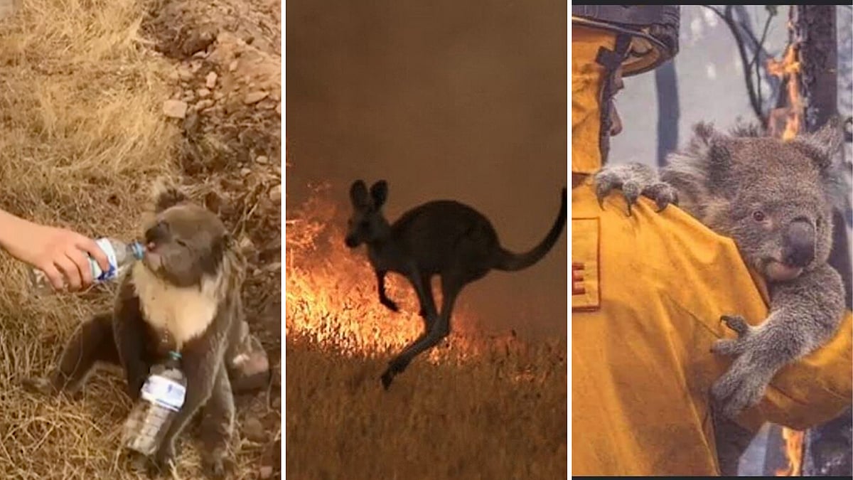 Australia deadly animals fire
