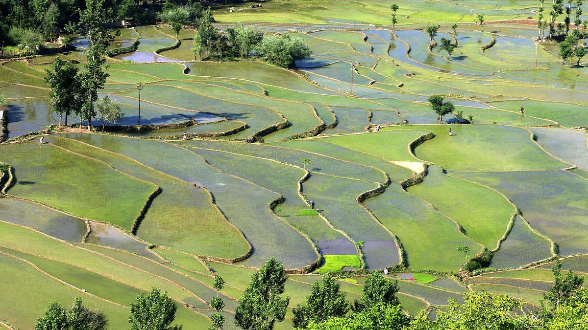 Thaejkaad: How COVID revived J&K’s Community Rice Farming Practice