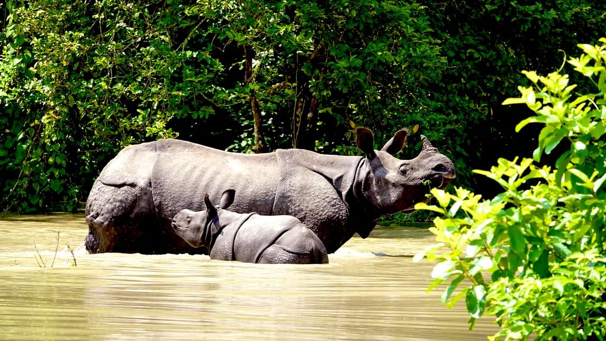 Video | Assam Floods: 95% of Kaziranga National Park Submerged, At ...