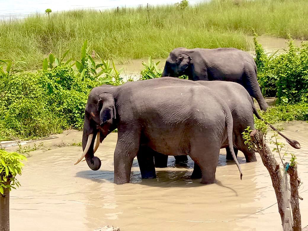 Video | Assam Floods: 95% Of Kaziranga National Park Submerged, At ...