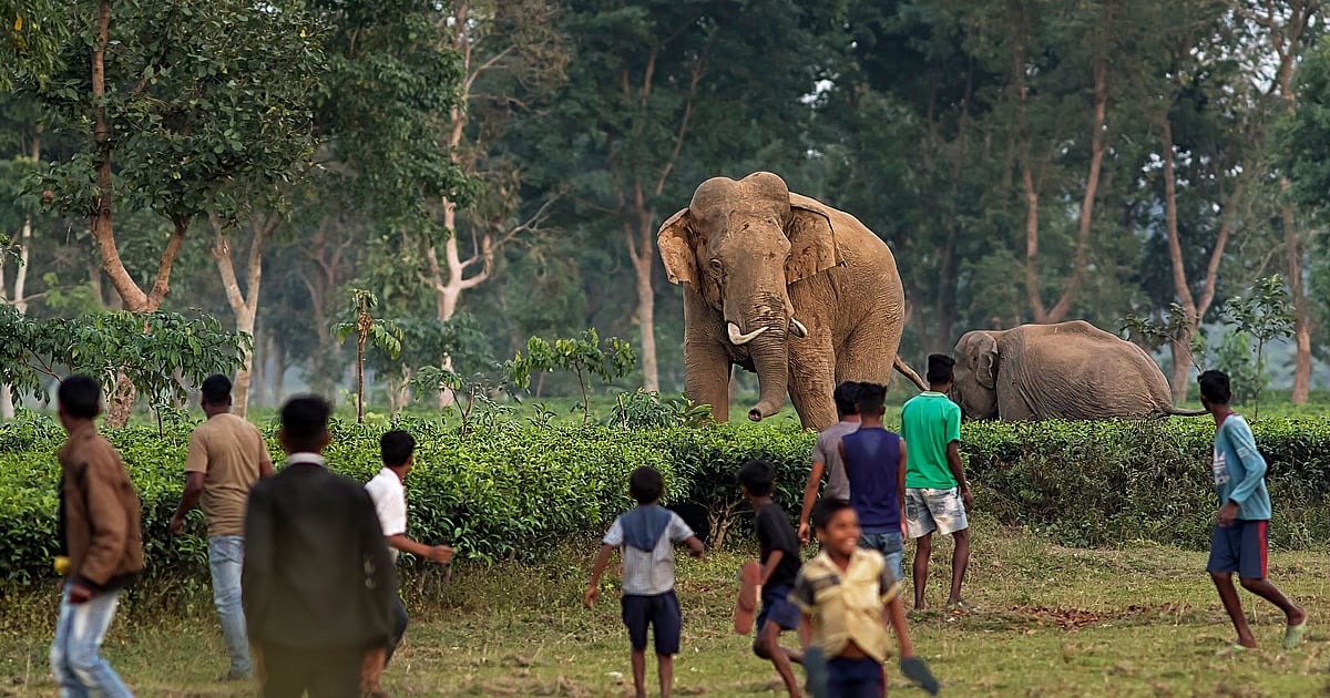 Climate Change Makes West Bengal A Human Elephant Conflict Zone