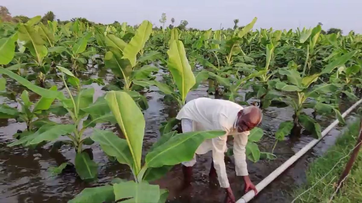Maharashtra Farms Flooded, Crops Wasted, Farmers Seek Govt Relief