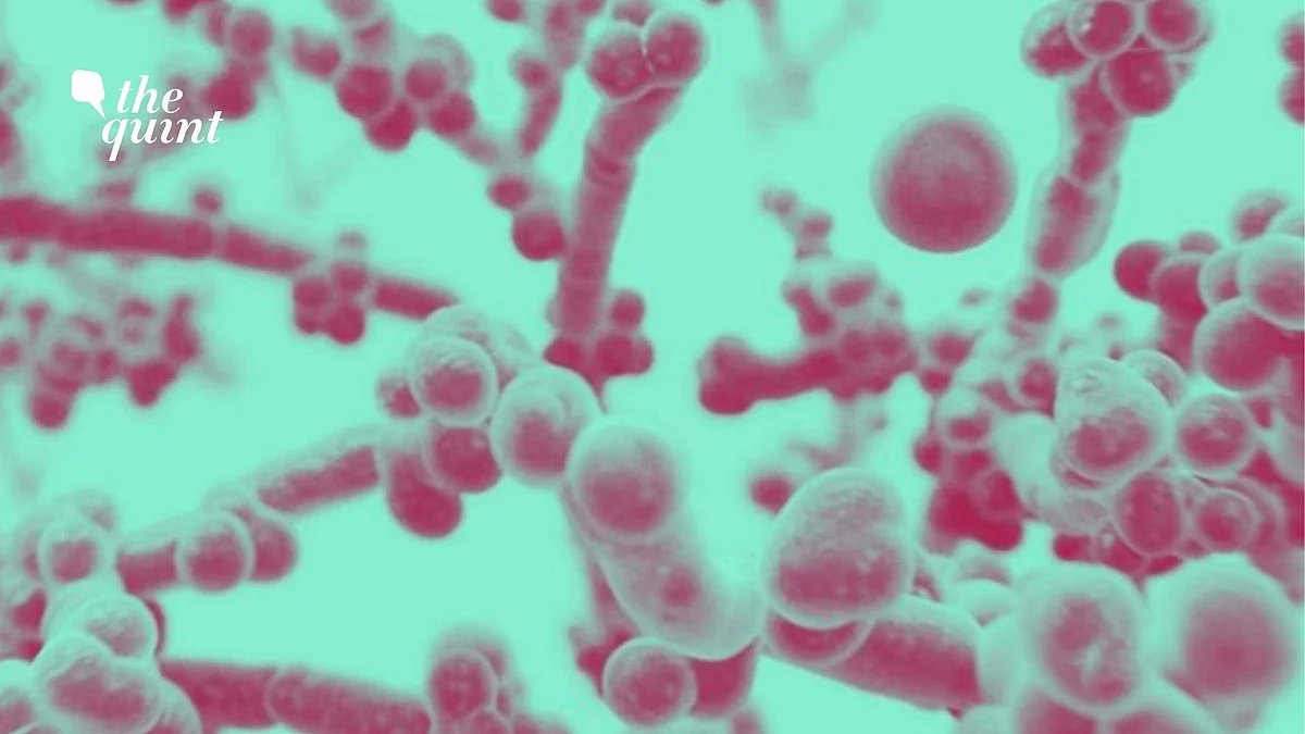 White Fungus Not a New Infection Here’s What Experts Have to Say