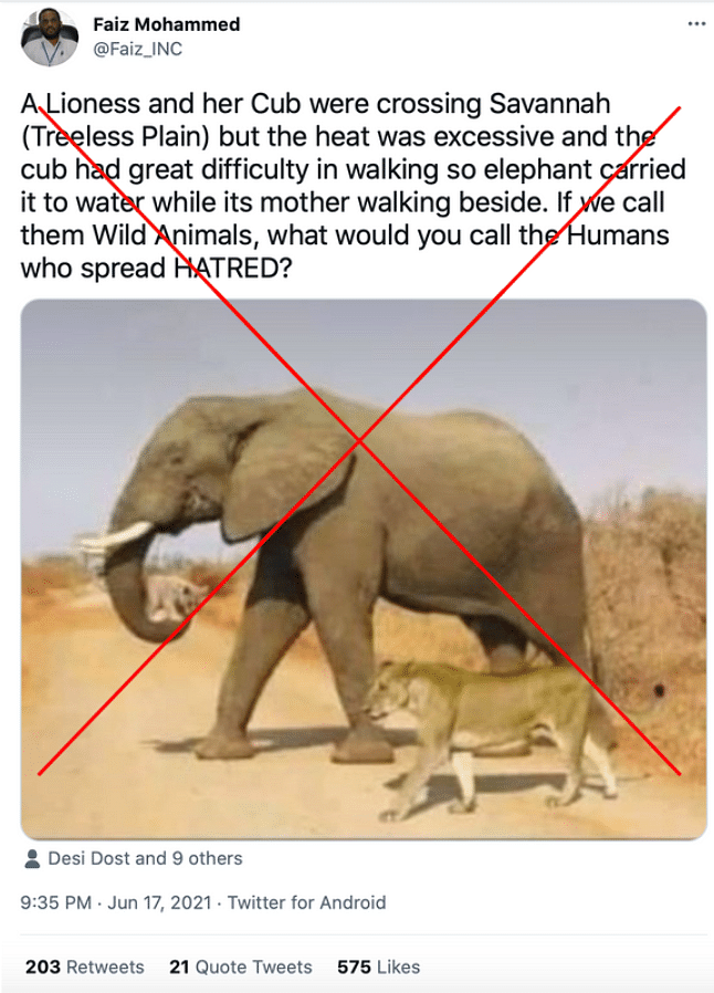 Fact Check of Image of Elephant Carrying Cub & Walking With a Lioness ...