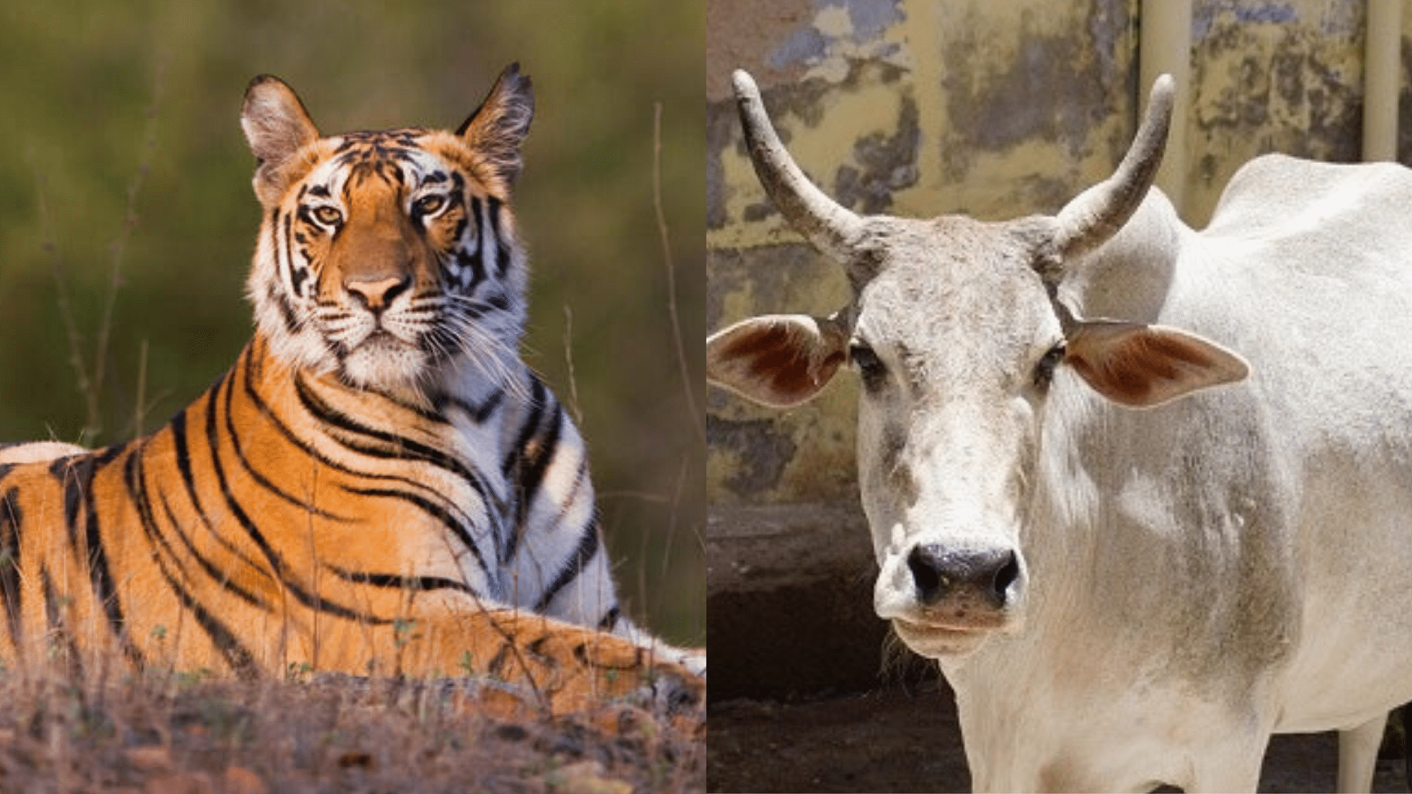 Why The Tiger Is National Animal Of India