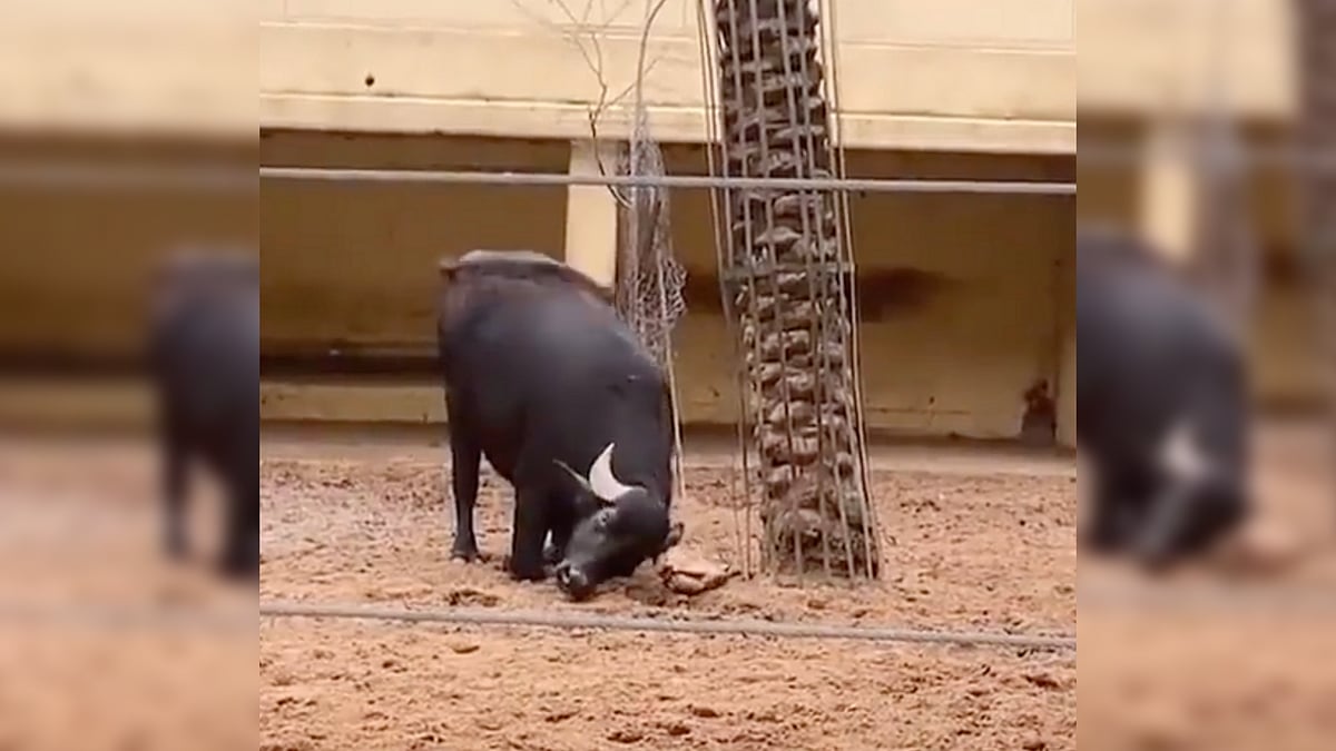 Watch: Buffalo Saves Tortoise by Flipping It Over