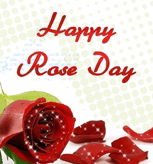 Happy Rose Day 2022 Wishes, Images, Quotes, Wallpapers, Gif, SMS