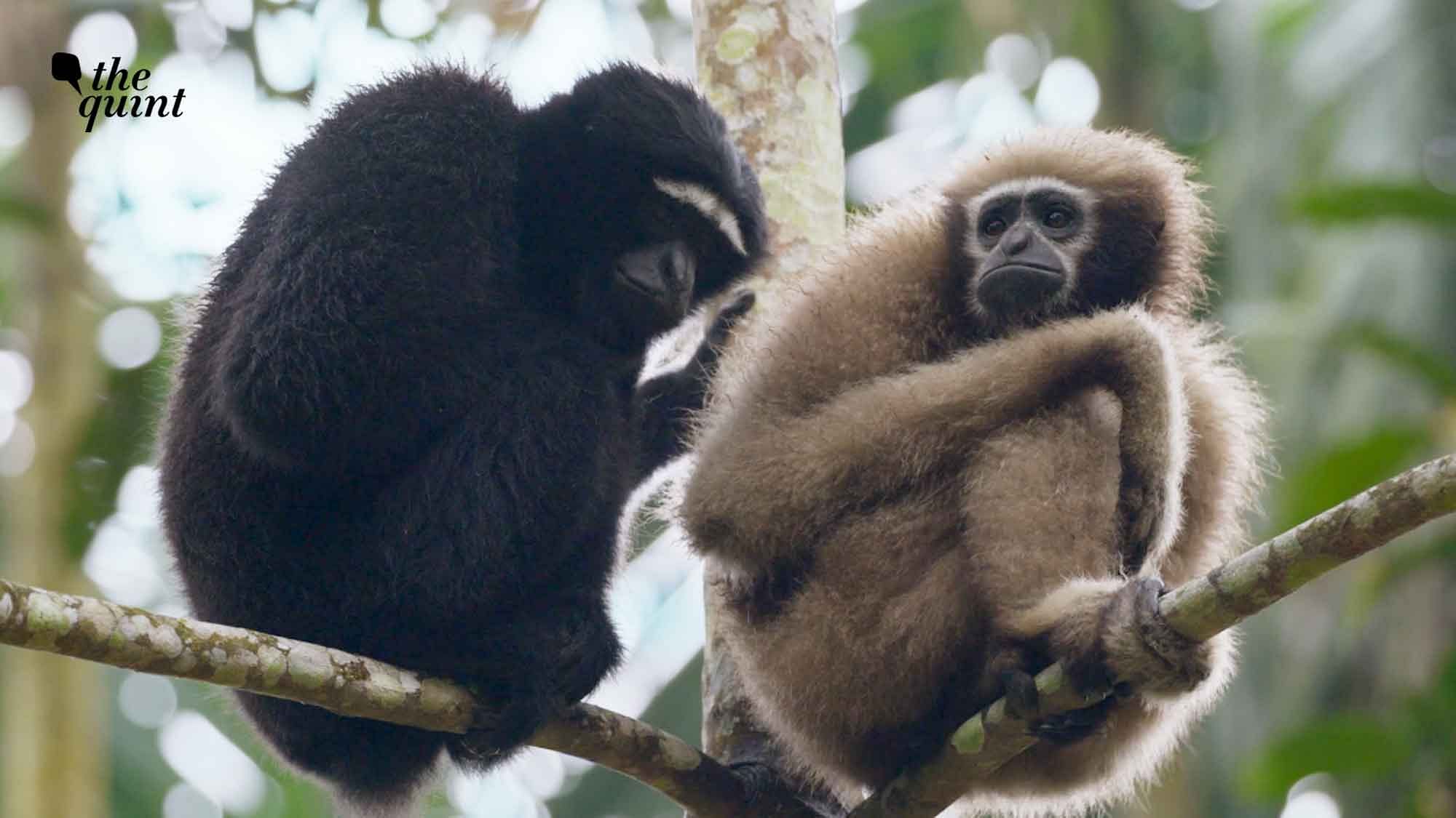 Wild You Were Sleeping Episode 5: Meet The Western Hoolock Gibbon
