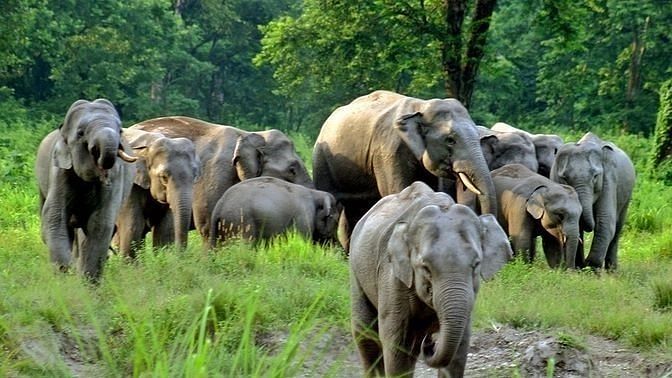 Elephant Day: Only 27,000 Left, Why Has Elephant Population Declined in