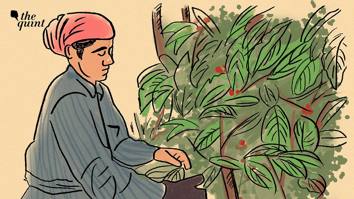 Los caficultores de Kodagu en apuros culpan al cambio climático y la volatilidad de los precios