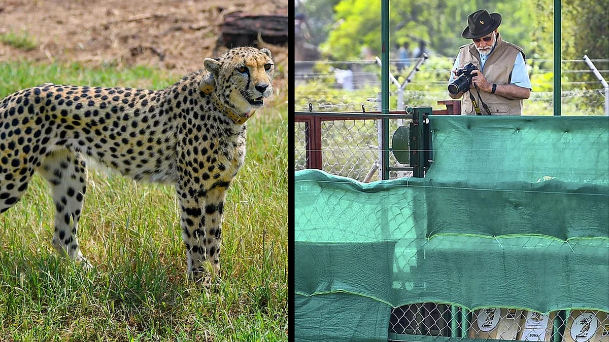 Eight Cheetahs In Photos: PM Modi Releases 8 Cheetahs in Kuno National Park on His ...