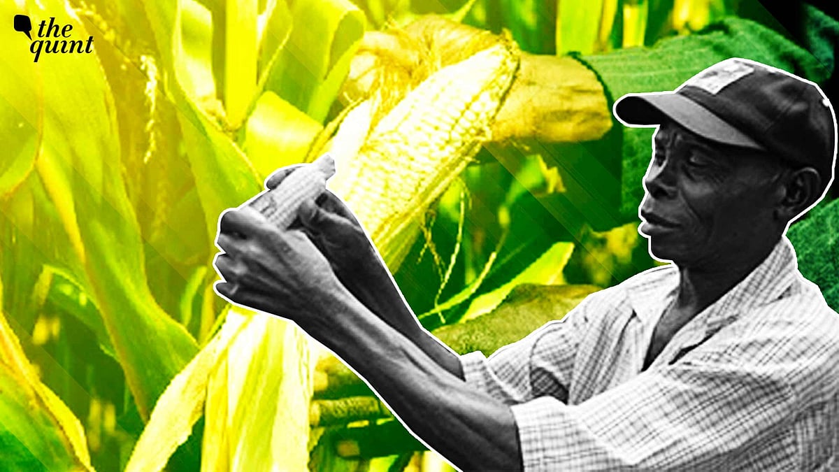 Food Crops and Climate Change Can India Take Cues From Kenya's GMO Ban