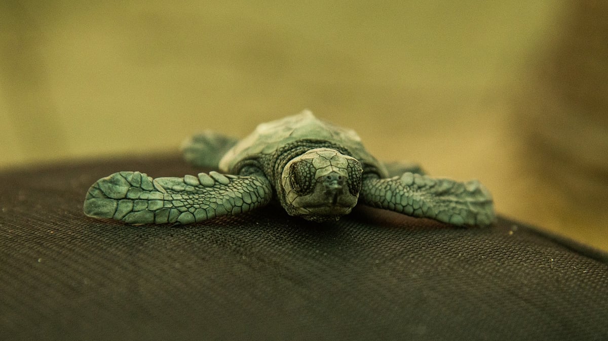 In Photos What's Afoot at Tamil Nadu's First Turtle Conservation