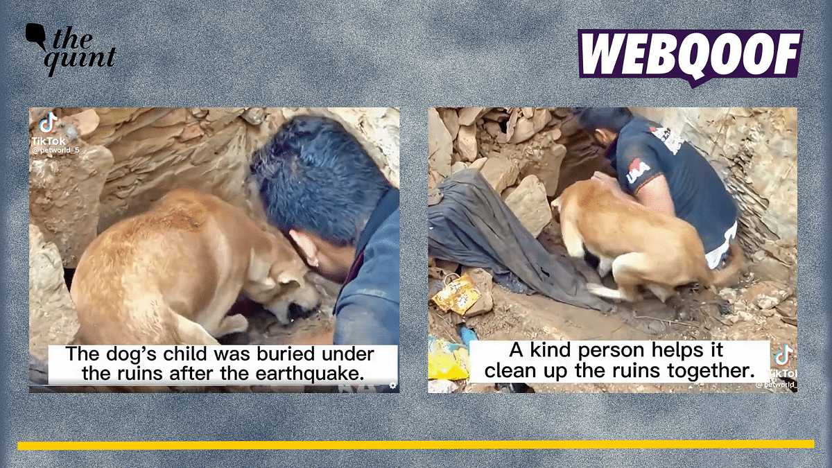 Fact-check | Old Video of Puppies Being Rescued is From India's Udaipur And  Not Turkey